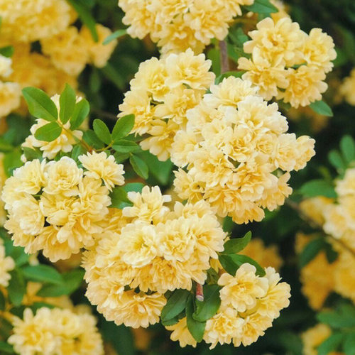 甜蜜红木香花苗浓香花卉白木香阳台庭院爬藤植物黄木香花盆栽四季 - 封面