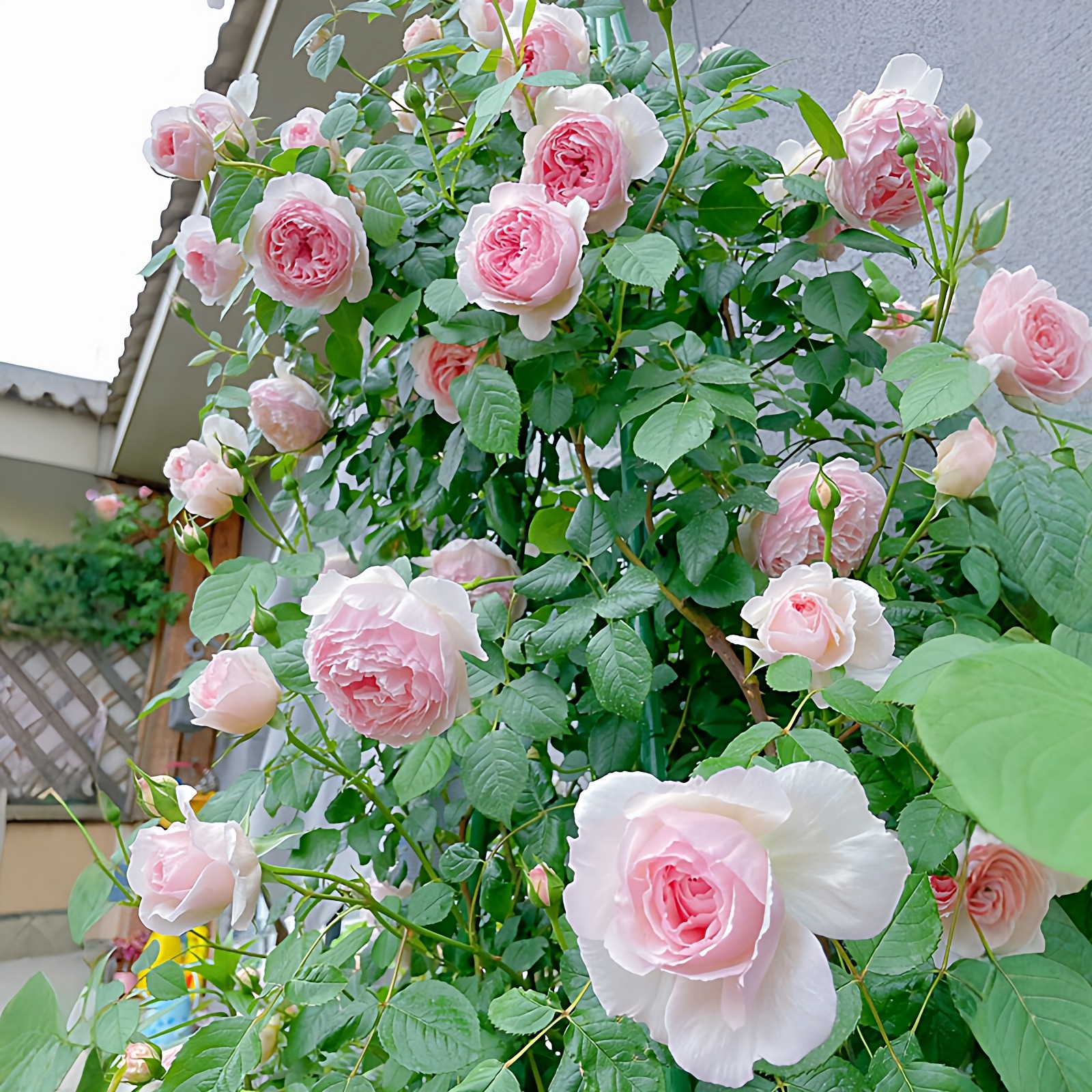 粉伍德藤本月季大苗奥斯汀威基伍德大花浓香四季玫瑰花卉盆栽植物,鲜花速递/花卉仿真/绿植园艺,月季/蔷薇/玫瑰,淘宝优惠券,粉丝福利购,淘宝优惠卷