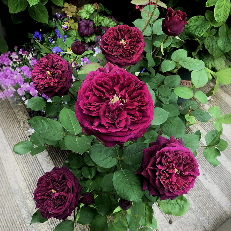 暗黑色系列月季大苗皇宫开花浓香