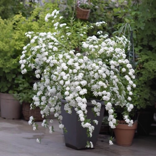 重瓣绣线菊小手球阳台花园植物