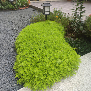 佛甲草苗草皮屋頂隔熱庭院景觀花鏡草坪耐寒耐熱四季 常綠鋪地植物