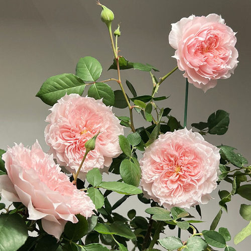 莫妮卡戴维月季花大苗盆栽