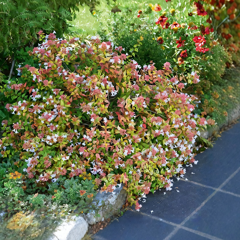 六道木盆栽矮生花镜造景植物