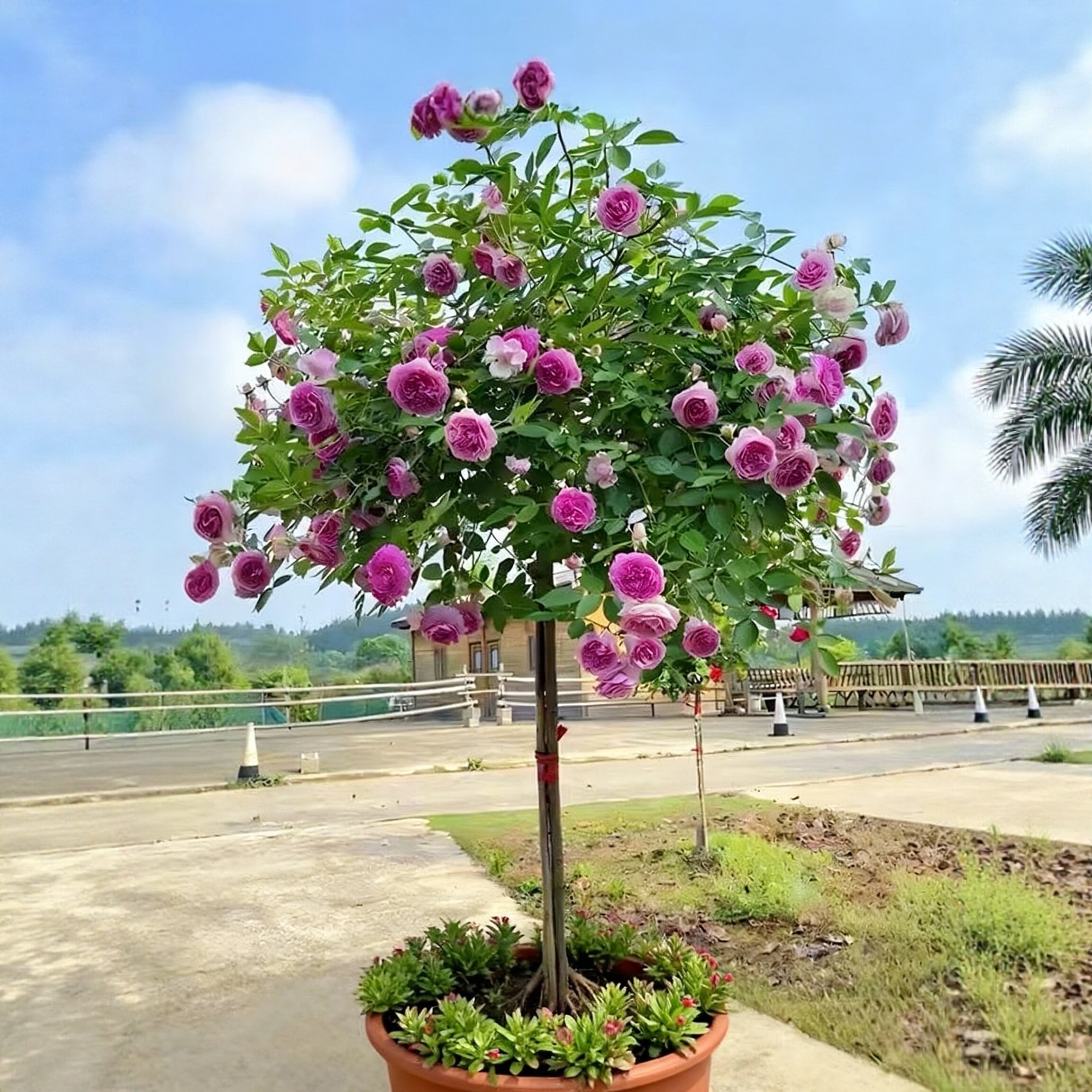 玛姬婶婶月季花棒棒糖盆栽玫瑰花树苗四季开花卉阳台庭院浓香垂吊