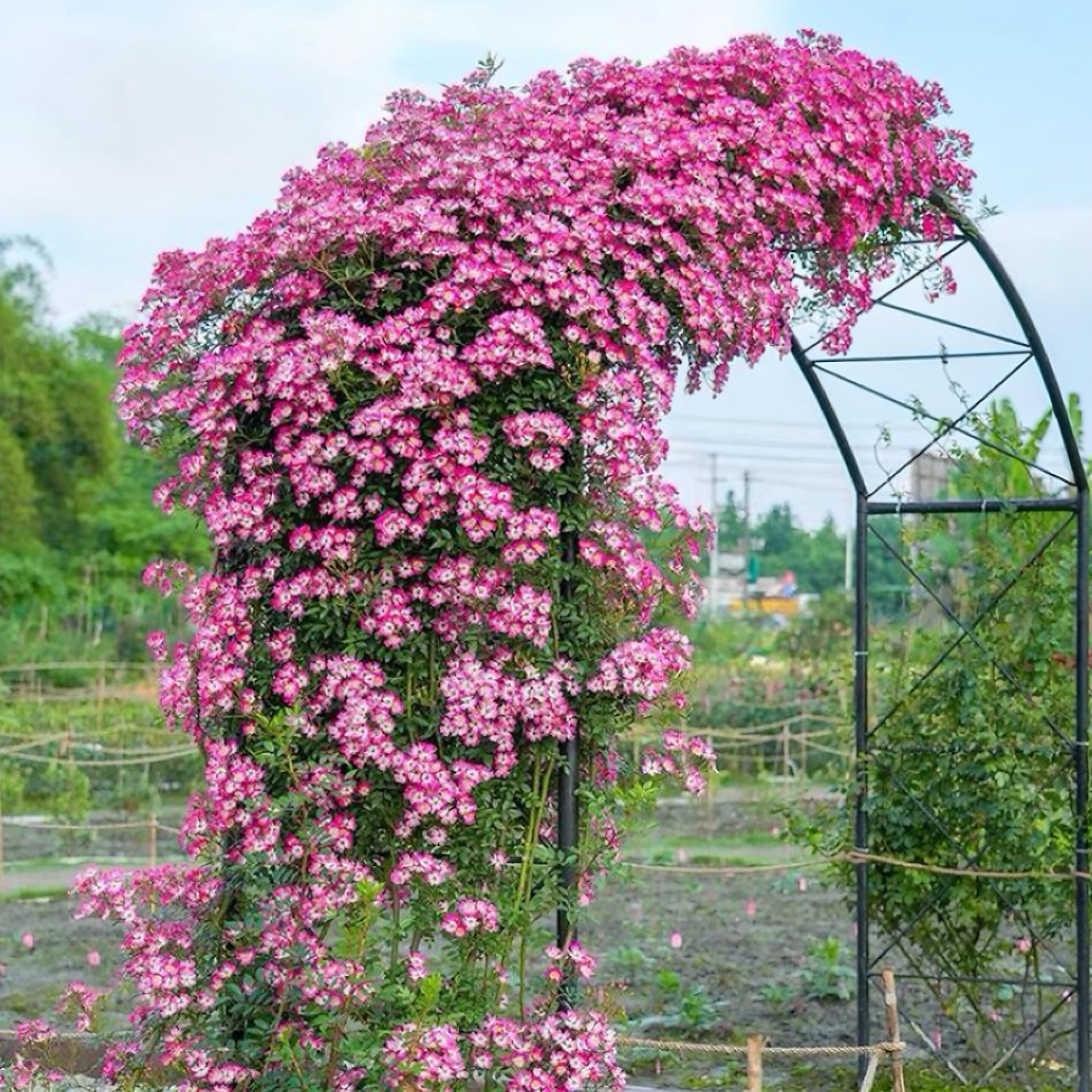 遮阳伞小型藤本月季花大苗盆栽阳台花园低维护可垂吊花镜搭配植物