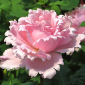 索菲罗莎月季 花大苗盆栽淡粉色阳台四季 特大花波浪边浓香苏菲罗莎