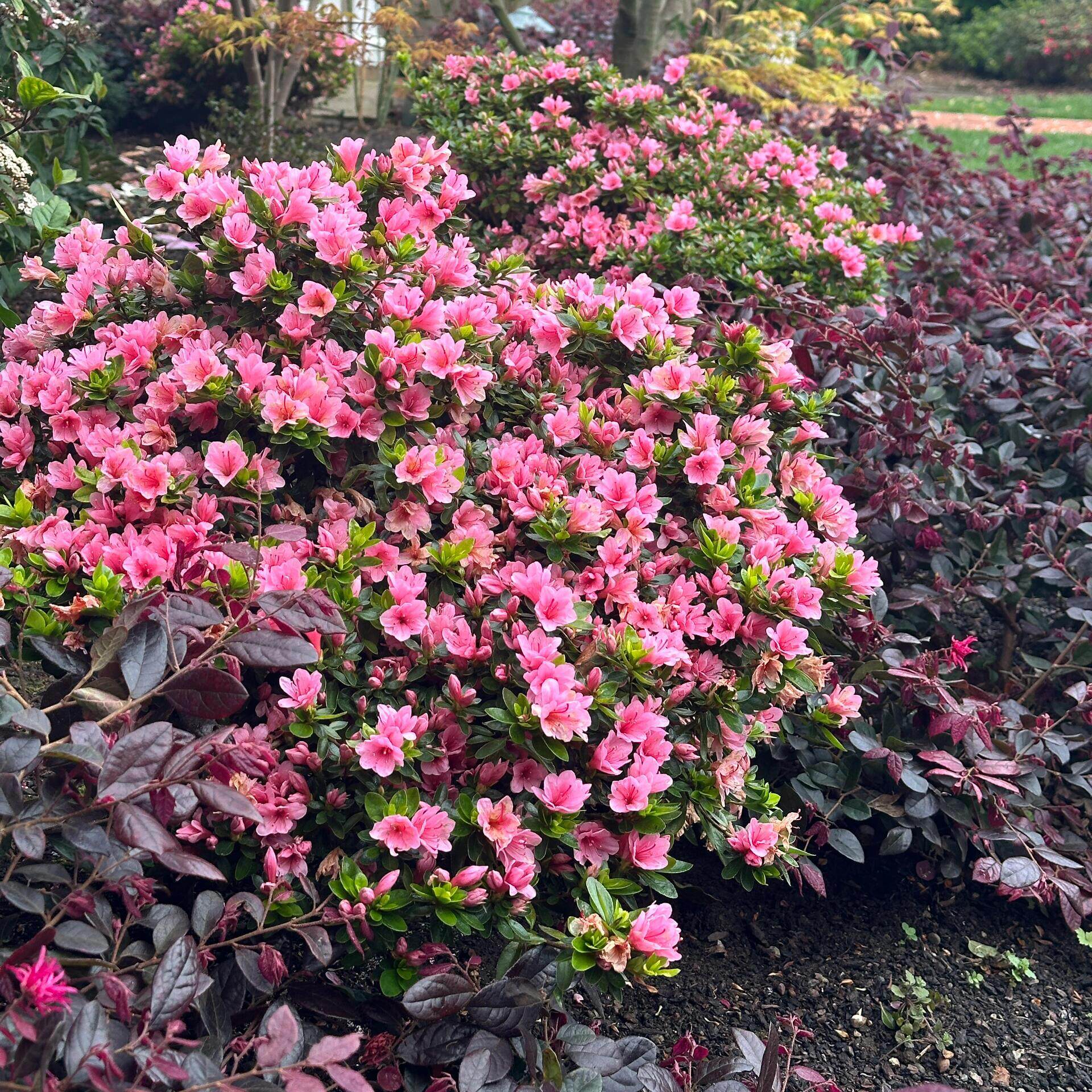 矮婆鹃盆栽花镜搭配植物杜鹃花球
