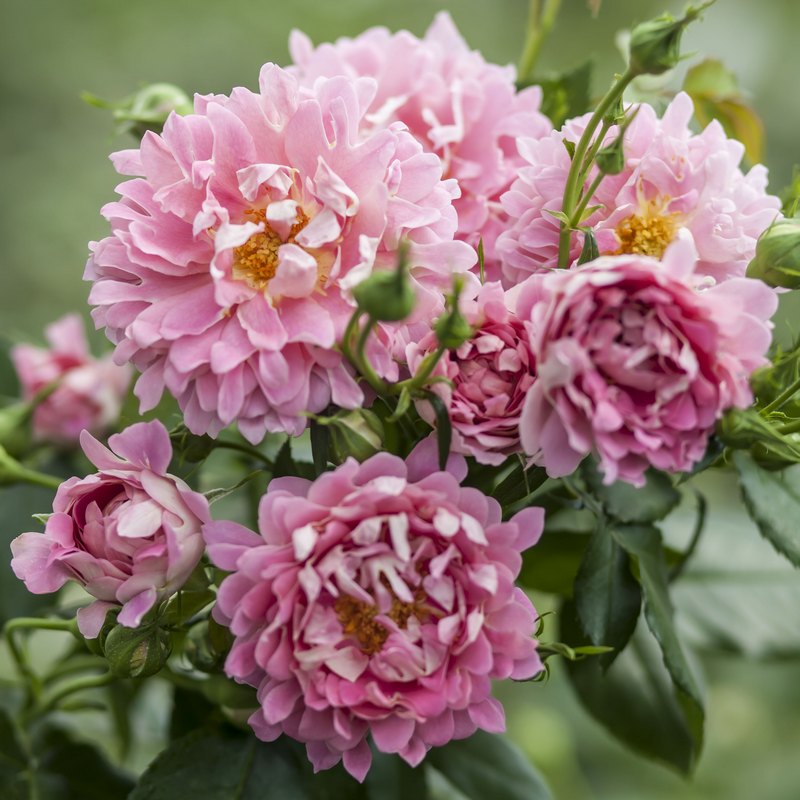 梦幻波浪月季花大苗盆栽花型奇特