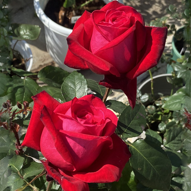 恩钿女士月季花大苗红色大花浓香