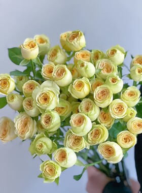 牛油果泡泡新品玫瑰花大苗盆栽