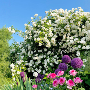 大型藤本白色月季花苗藤冰山阳台庭院四季爬藤蔷薇玫瑰大苗长势快