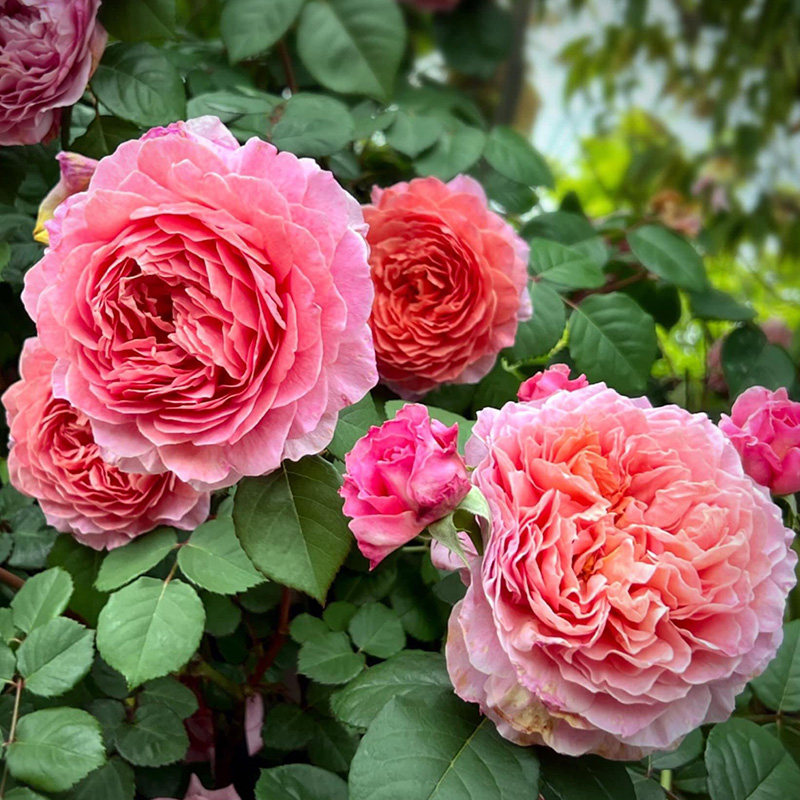 翠鸟月季花大苗玫瑰多季开大花浓香杂交茶香月季庭院露台花卉植物