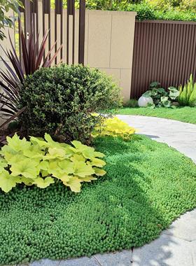 中华景天薄雪万年草耐干旱地被铺面植物常青屋顶庭院花镜搭配植物