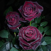 黑巴克玫瑰月季 花大苗盆栽丝绒质感暗红色多季 开阳台庭院花卉植物