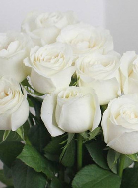 白色奥哈娜浓果香味白色玫瑰花大苗盆栽室内阳台庭院盆栽花卉绿植