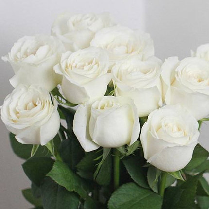 白色奥哈娜浓果香味白色玫瑰花大苗盆栽室内阳台庭院盆栽花卉绿植