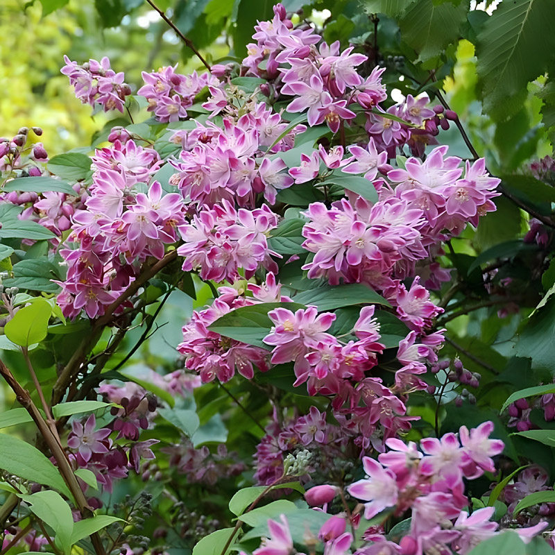 草莓田溲疏花苗耐寒耐热花镜植物图片