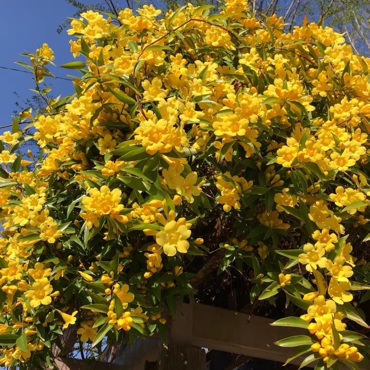 法国香水爬藤茉莉花苗盆栽阳台花园耐阴藤本植物四季长青冬天开花
