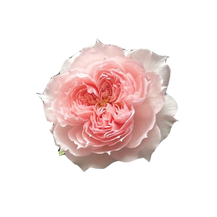 莫妮卡戴维月季花大苗盆栽阳台庭院四季特大花香浓郁抗病性好玫瑰