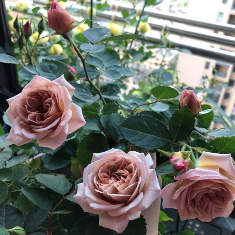 八神月季花大苗盆栽复古色丰花