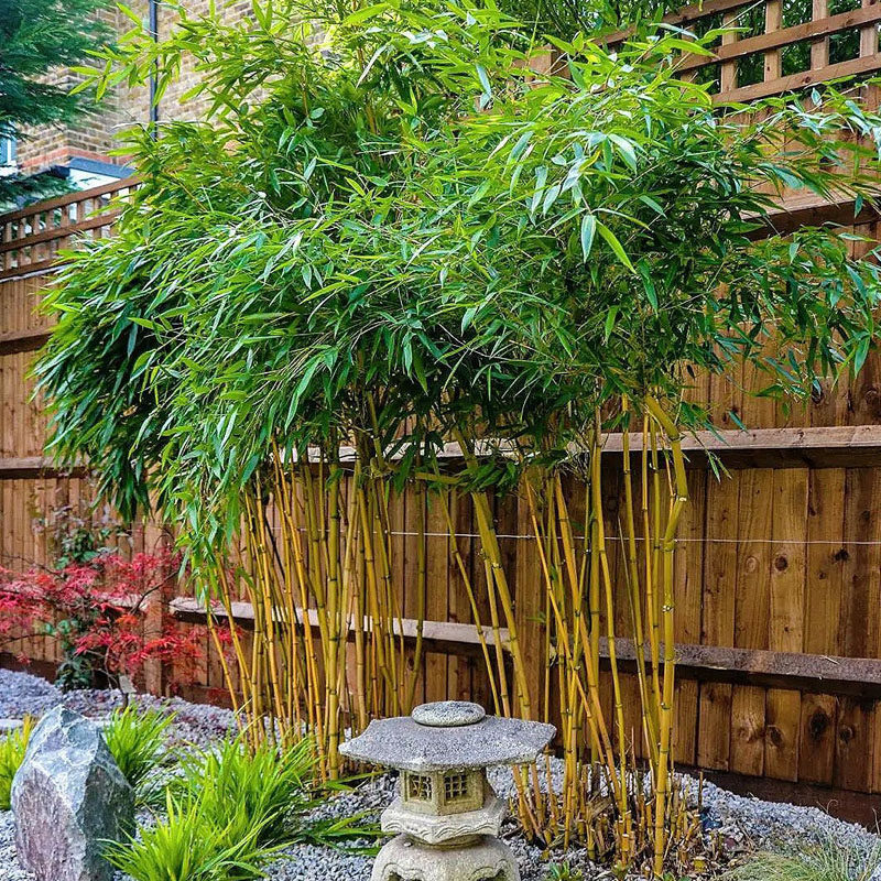 竹子苗庭院四季常青紫竹青竹苗盆栽阳台耐寒树苗金镶玉竹植物围墙