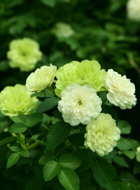 绿冰月季花大苗阳台多花微月丰花小花多头淡绿色四季玫瑰盆栽花卉