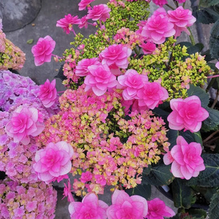 小町繡球花大苗盆栽八仙花陽臺(tái)庭院耐寒植物多季 開花卉好養(yǎng)綠植物