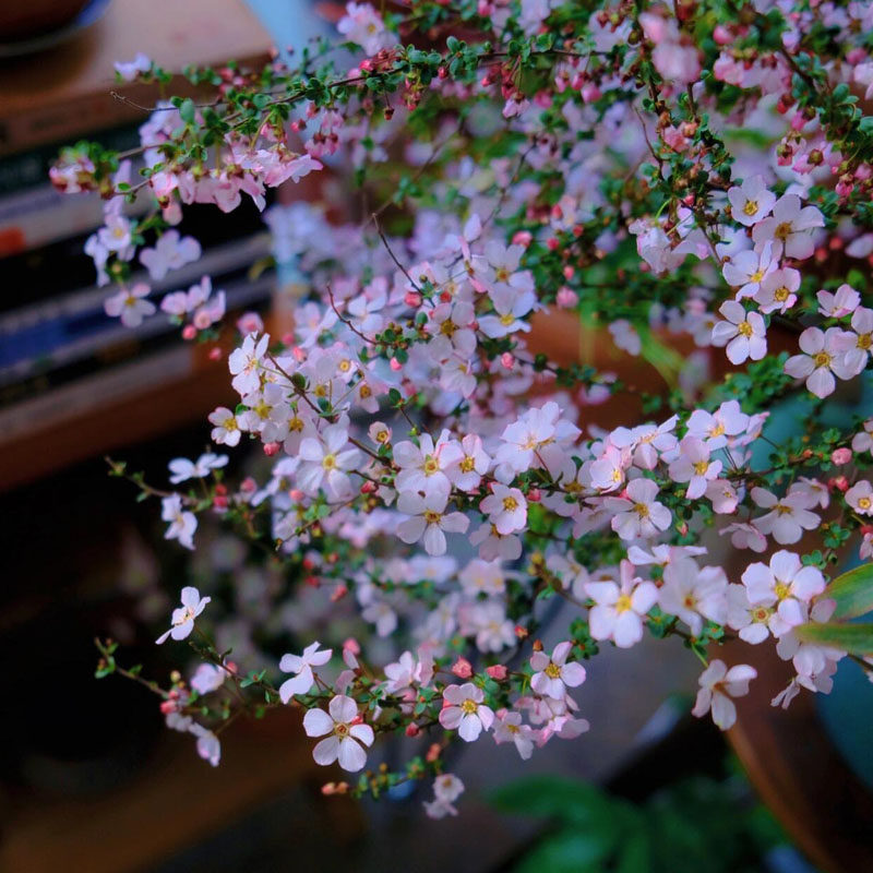 粉色喷雪花盆栽雪柳阳台庭院花卉耐寒耐热室内外植物开花多好养活,鲜花速递/花卉仿真/绿植园艺,绣球/木绣球/木本植物,淘宝优惠券,粉丝福利购,淘宝优惠卷