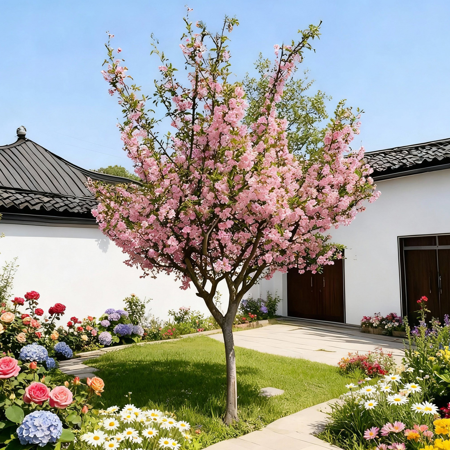 绚丽四季海棠花树苗盆栽西府海棠花庭院阳台耐寒花卉植物垂丝海棠