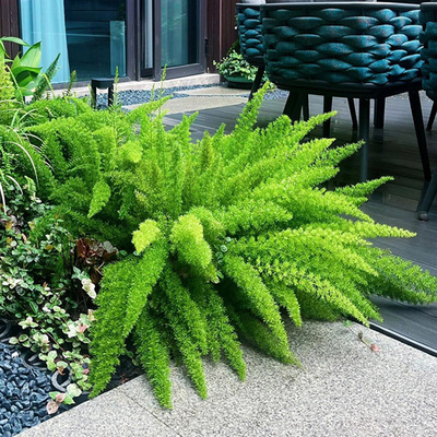 狐尾天门冬阳台花园花镜搭配植物