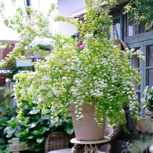 重瓣繡線菊花苗盆栽八重小手球陽臺(tái)花園庭院花卉花鏡搭配植物耐寒