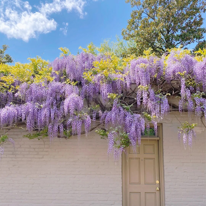 3米长紫藤花苗日本长穗系爬藤快