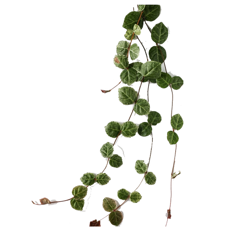 耐寒冬的爬藤花卉小叶扶芳藤攀缘植物卫矛四季常青可护坡绿植好活
