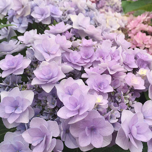 你我的永恒大花绣球老桩重瓣八仙花阳台庭院盆栽花卉植物花镜植物