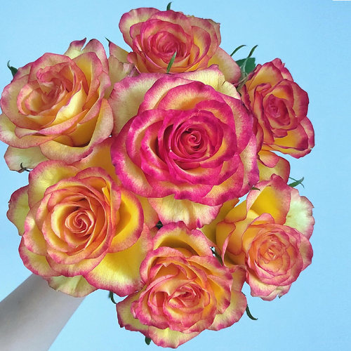 老虎玫瑰花大苗盆栽非常耐晒