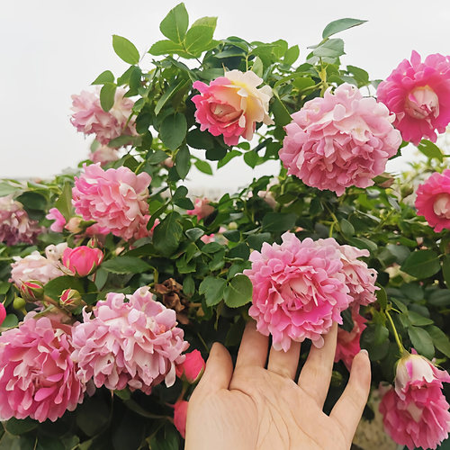 梦幻波浪月季花型奇特大花好养