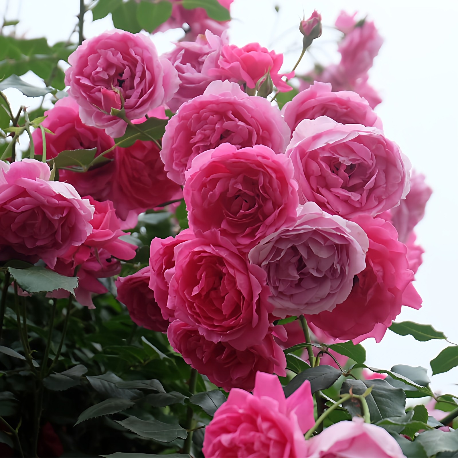 大游行藤本月季花大苗阳台庭院拱门爬藤蔷薇花苗玫瑰花卉大花四季,鲜花速递/花卉仿真/绿植园艺,月季/蔷薇/玫瑰,淘宝优惠券,粉丝福利购,淘宝优惠卷