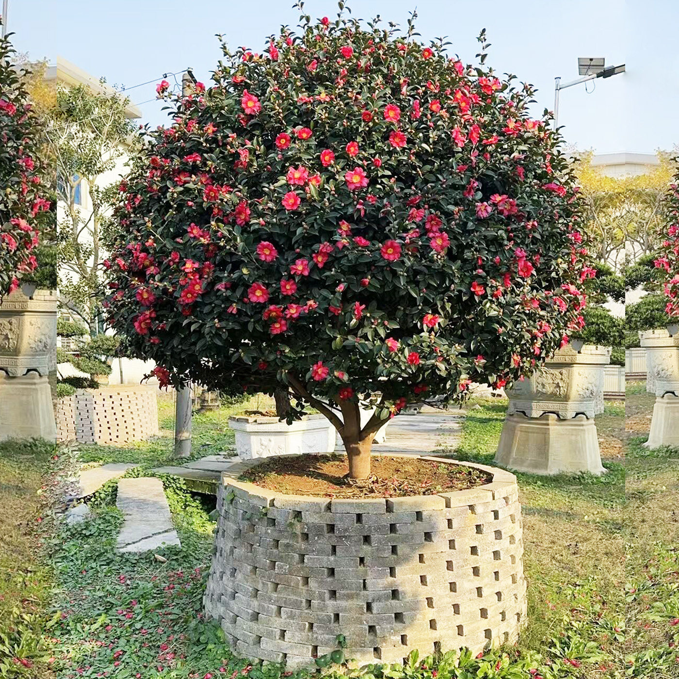 茶梅花球树苗盆栽庭院四季长青高杆四季茶花树别墅地栽花卉绿植物