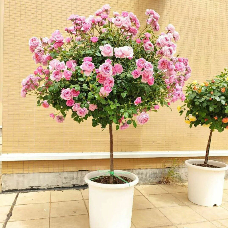铃之妖精棒棒糖盆栽树状月季玫瑰花树苗特大花多季开阳台庭院浓香