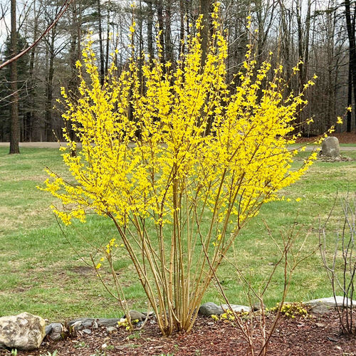 连翘花苗庭院阳台护坡花卉植物