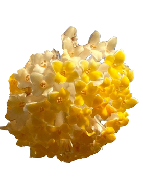 结香花树大苗盆栽好养浓香花卉