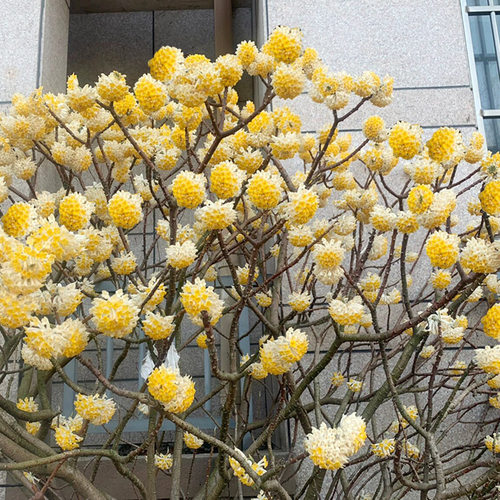 结香花树大苗盆栽好养浓香花卉