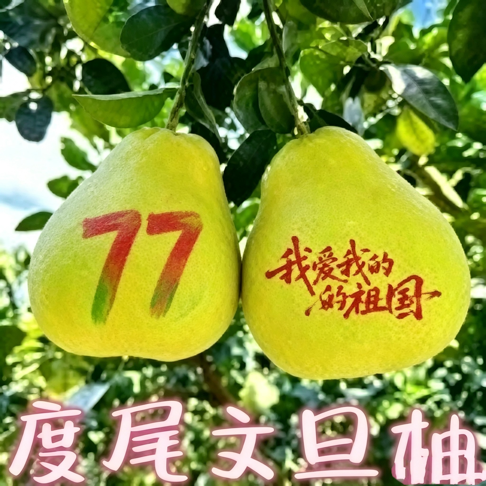 莆田度尾文旦柚新鲜柚子发源地正宗产地发货 的精品果