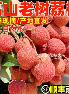 广西灵山荔枝王新鲜现摘当季九里|香无核I荔枝老树荔枝时令水果