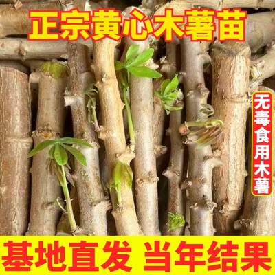 黄心木薯苗正宗白肉面包木薯种子