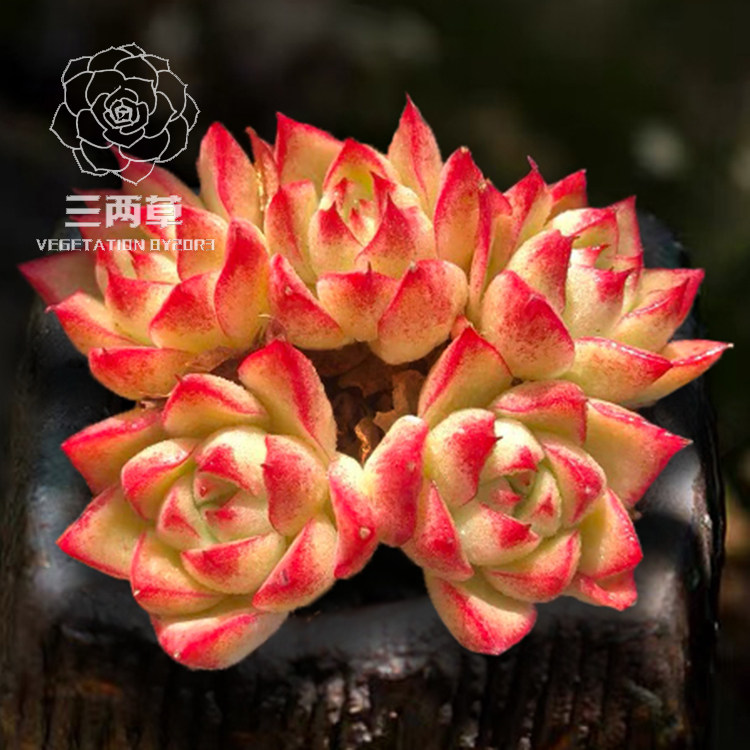 【一物一拍】梦幻女王 多肉植物韩国大棚直销花卉