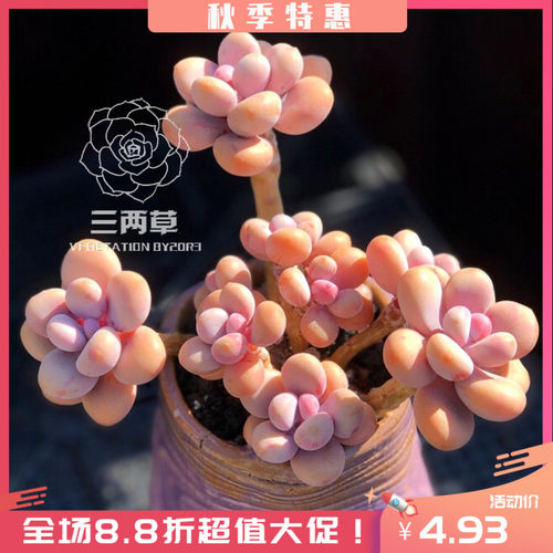 韩国多肉植物价格 韩国多肉植物图片 星期三