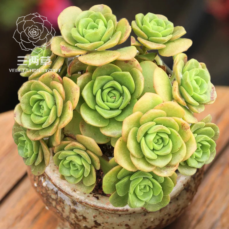 【一物一拍】百合莉莉 百合丽丽多肉植物 手捧花多头群生 带香味