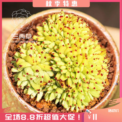 虎鲸多肉缀化价格 虎鲸多肉缀化图片 星期三