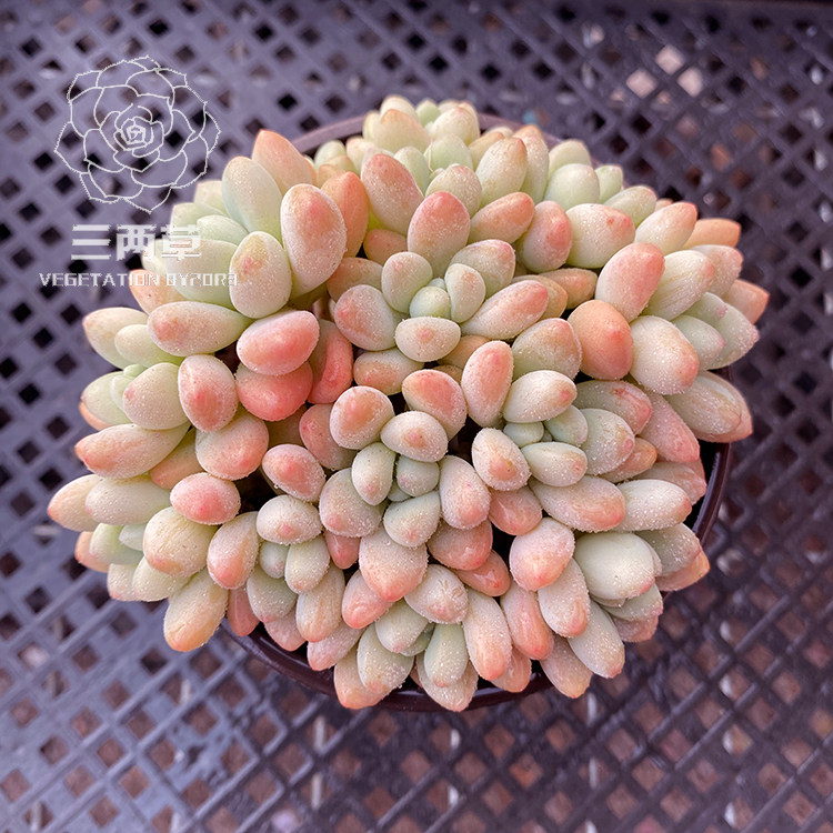 【一物一拍】可可蛋糕 洛可可杂草莓蛋糕 多肉植物 多头群生